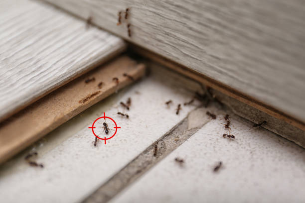 Best Rat Extermination Near Me  in Seabrook, MD