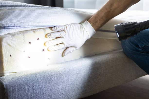 Best Cockroach Control Services  in Seabrook, MD