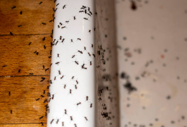 Best Emergency Pest Control  in Seabrook, MD